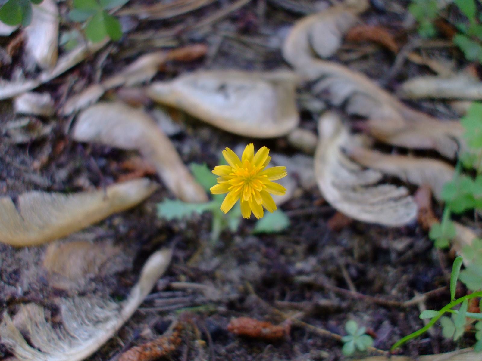 Krigia virginica